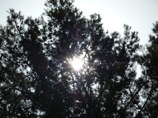 Sonne scheint durch einen Baum