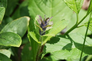 Buds on tree branches bloom