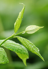 Green leaves after rain