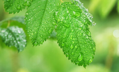 Green leaves after rain