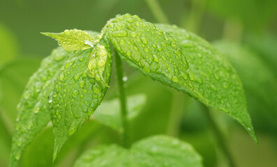 Green leaves after rain