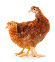 Two brown hen isolated.