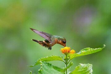 A female Tufted Coquette feeding on a wild Lantana flower.