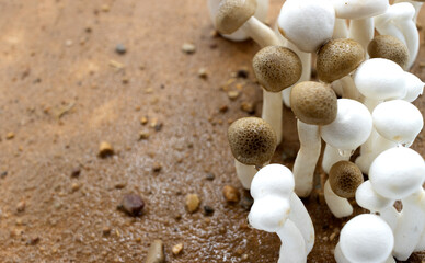 Varied white and brown mushrooms on earthy background, white and brown shimeji, scientific name Hypsizygus marmoreus.