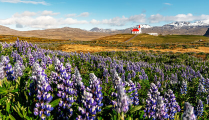 Fototapeta premium Stunning bright sunny summer landscape. Incredible Image of Iceland. Field of blooming lupine flowers and snowcapped mountains. Famous Ingjaldsholskirkja church. Hellissandur. travel of Iceland