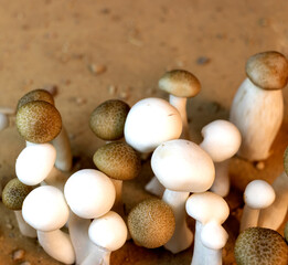 Varied white and brown mushrooms on earthy background, white and brown shimeji, scientific name Hypsizygus marmoreus.