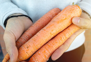 Farmer holding fresh carrots in his hands