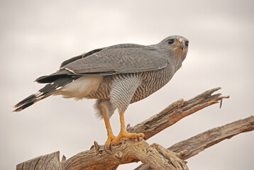 Gray Hawk At Rest