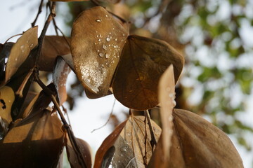 leaf on tree