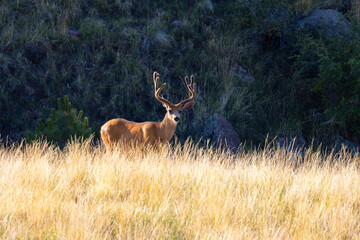 Herd of Mule Deer Bucks