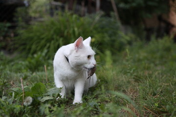 white cat predator caught a mouse and holds it in his teeth