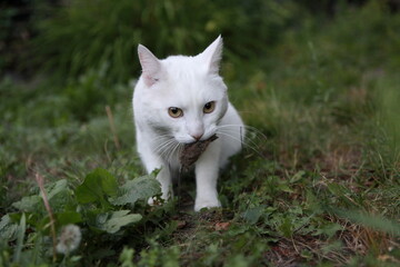 Naklejka na ściany i meble white cat predator caught a mouse and holds it in his teeth