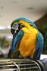 parrot macau in the zoo