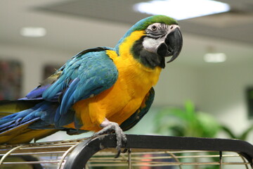 parrot macau in the zoo