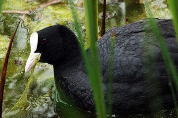 Coot waterfowl