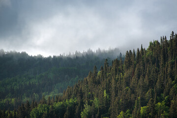 The boreal forest through the mist and rainy clouds, Gaspesie national park, Quebec, Canada