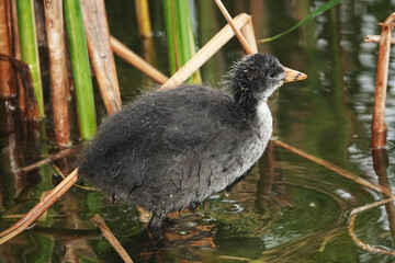 Waterfowl Chicks