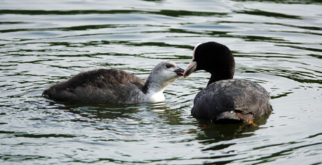 Waterfowl Chicks