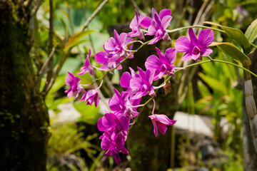 Orchids blooming in the park
