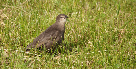 Starling