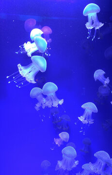 Jellyfish © SERHII BLIK