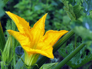 Zuchinipflanze mit Blüten