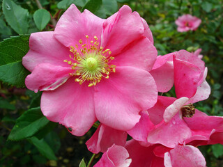 Pink dog-roses, Rosa canina