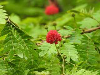 wild red flower on a bush