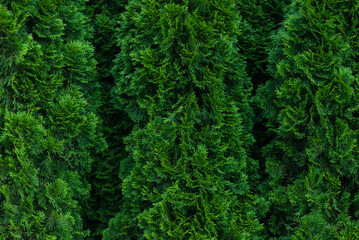 thuja hedge green texture background