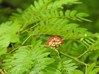 wild red flower blooming on a branch