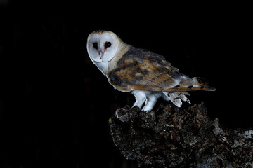Barn owl in his usual trunk in the early hours of the night, Tyto alba
