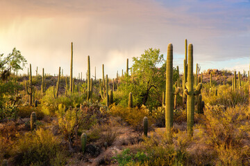Cactus thickets in the rays of the setting sun before the thunderstorm, Saguaro National Park, southeastern Arizona, United States.