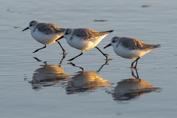 Snowy Plover (Charadrius nivosus) on Nehalem Beach, OR