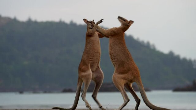 Epic fight of two wallabies testing their strength at Cape Hillsborough beach