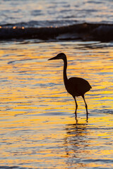 Great Blue Heron (Ardea herodias) Hunting at Sunset on Nehalem Beach, OR