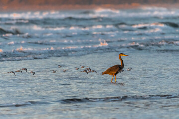 Great Blue Heron (Ardea herodias) Hunting Crabs on Nehalem Beach, OR