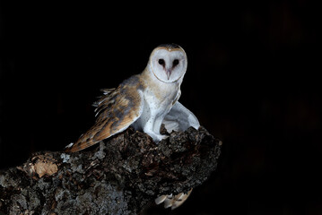 Barn owl at his night innkeeper, Tyto alba