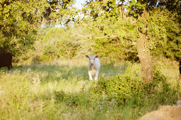 Charolais calf in green summer field on cow farm.