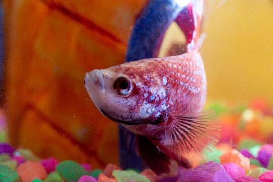 colorful fish in aquarium