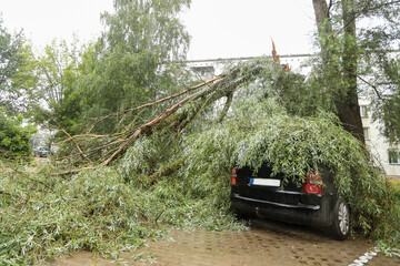 A tree fell on the car due to strong wind. Broken vehicle after the storm. 