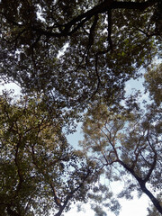 Patches of clear blue sky seen through tree trunks