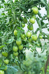 bunch green tomatoes growing in the greenhouse. unripe tomatoes hanging on a branch. organic farming. first harvest vine mature bush in a garden. Horticulture.