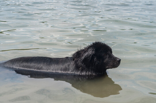 Newfoundland dog swimming in calm water closeup