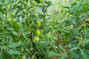 bunch green tomatoes growing in the greenhouse. unripe tomatoes hanging on a branch. organic farming. first harvest vine mature bush in a garden. Horticulture.