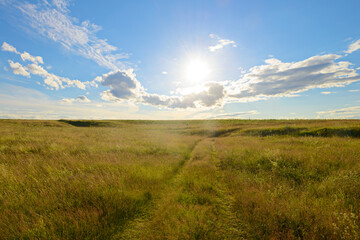 Obraz premium Summer evening landscape with field and blue sky