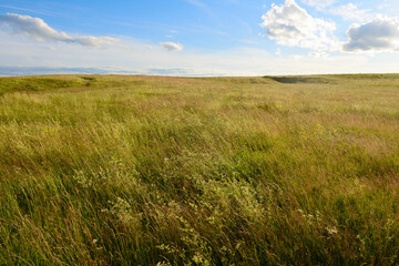 Obraz na płótnie Canvas Summer evening landscape with field and blue sky