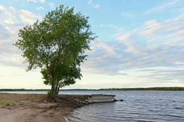 Fototapeta na wymiar A deciduous tree on the Bank of a wide river on a summer evening