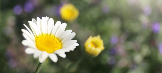 Obraz premium A Closeup on a Golden Marguerite, Sauce Hollandaise Daisy, Anthemis Tinctoria, with Purple Catmint Flowers in the Garden in the background.