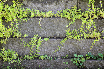 Stacked Stone Garden Retaining Wall Background with Yellowish Green Vines Growing