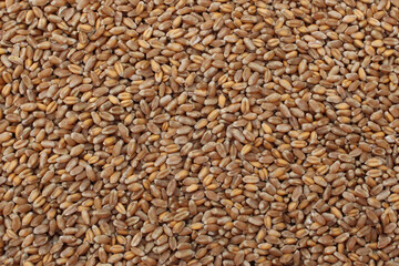 Ripe grains of wheat background